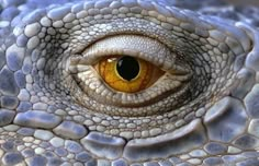 the eye of an iguana