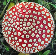 a red mushroom with white spots on it's surface sitting in the middle of grass