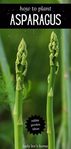 the cover of how to plant asparagus