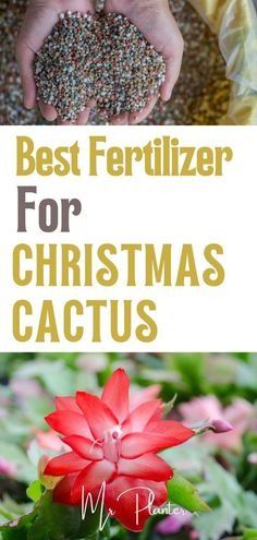 the best fertilizer for christmas cactuses