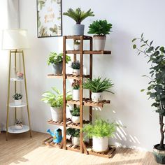 there are many potted plants on the shelves