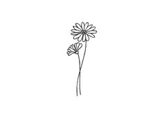 a drawing of two daisies on a white background, with one single flower in the foreground