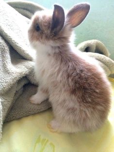 a small rabbit sitting on top of a blanket