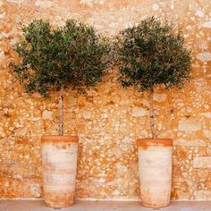 three potted plants sitting on top of a stone wall