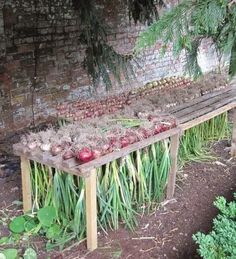 an outdoor vegetable garden with onions, radishes and other vegetables on a wooden bench