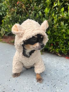 a small dog wearing a sheep costume on the ground in front of some shrubbery