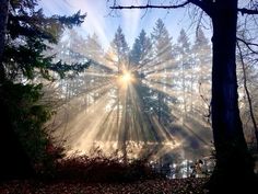 the sun is shining through the trees in the forest