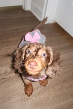 a small brown dog wearing a pink bow hat on top of a hard wood floor