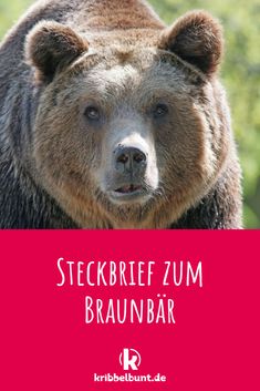 a close up of a bear with the words steckbreef zum braunbar