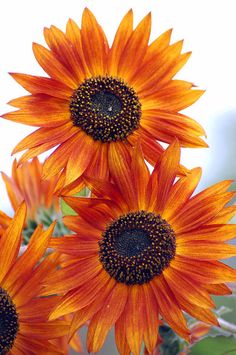 three orange sunflowers with green leaves in the foreground