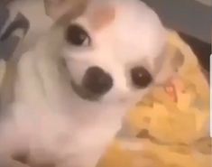 a small white dog laying on top of a bed next to a yellow and black blanket