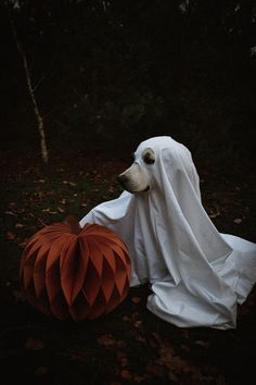 Puppy goldenretriever halloween dog photoshoot Moody Dog Photography, Halloween Pet Photoshoot, Pet Photoshoot, Halloween Pics, Witch Photos, Halloween Photo Booth