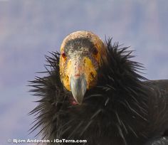 a close up of a bird with very long feathers