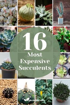 the top ten most expensive succulents