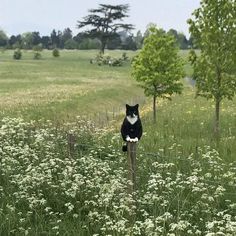 a black and white cat sitting on top of a wooden post in a field with flowers