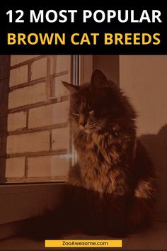 Top Brown Cat Breeds Overviewed: A Complete Guide | Cat Lover, Funny Cats, Pet Cat Care Tips & Facts, Cat Behavior & Signs, Cat Training | Oriental Shorthair Cat, Manx Cat, Persian, Devon Rex, York Chocolate Cat