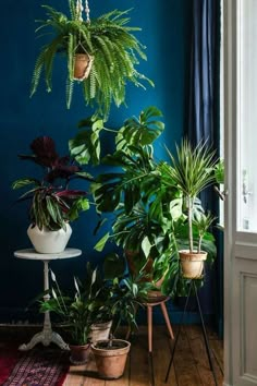 several houseplants are arranged in front of a blue wall and wooden flooring