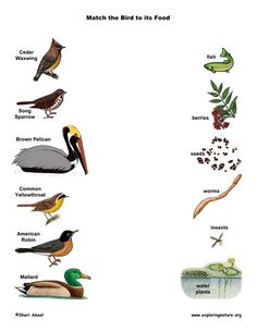 birds that are in the field with their names