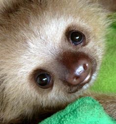 a baby sloth is laying on a green towel