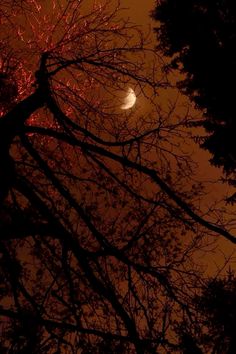 the moon is seen through the trees at night