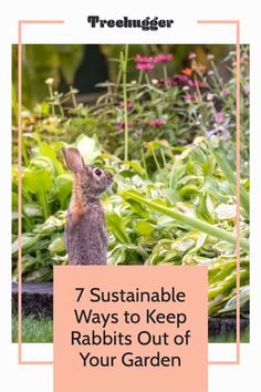 a rabbit sitting in the grass with text overlay that reads 7 sustainable ways to keep rabbits out of your garden