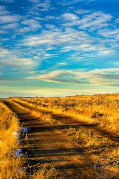 an empty dirt road in the middle of a dry grass field under a blue sky with clouds