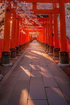 the walkway is lined with rows of red torii gates and trees in blooming