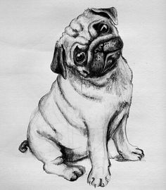 a black and white drawing of a pug sitting on the ground with its eyes open