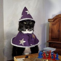 a black and white cat wearing a purple hat with stars on it's head