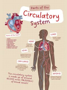 the circulator system is shown in this diagram, which shows how it works