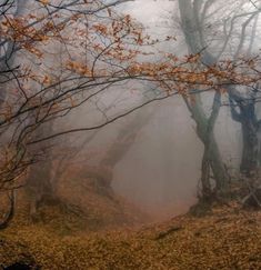 foggy forest with trees and leaves on the ground