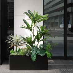 there is a planter with plants in it on the sidewalk