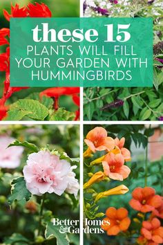 four different types of flowers with the words these 15 plants will fill your garden with hummingbirds