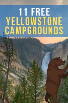 a brown bear standing on its hind legs in front of a waterfall with text overlay reading 11 free yellowstone campgrounds