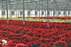 red and green plants in a large greenhouse