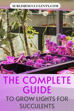 the complete guide to grow lights for succulents with text overlay that reads, the complete guide to grow lights for succulents