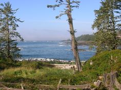 the ocean is in the distance and trees are on the shore