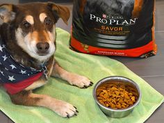 a dog sitting on a towel next to a bowl of food and a bag of proplan