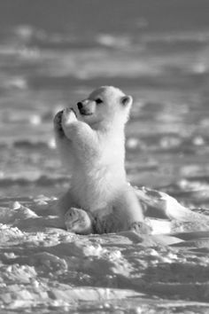 a polar bear cub playing in the snow