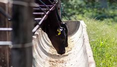 a black cow sticking its head over the edge of a fenced in area with grass