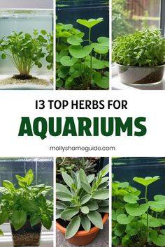 the top herbs for aquariums and plants in their pots with text overlay that reads 13