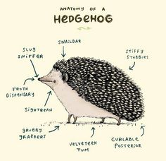 an illustration of a hedgehog's anatomy art print