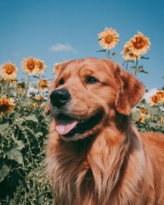 a brown dog standing in front of a field of sunflowers