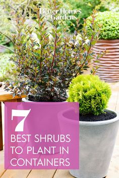 These fuss-free plants will create a big impact, even in small spaces! Shrub In Planter, Front Porch Planters Full Sun, Plants For Tall Pots Outdoor, Year Round Container Plants, Entryway Container Plants, Shrubs In Planters Front Doors, Shrubs In Pots Front Porch, Front Pots Planters, 3 Pots Together Outside