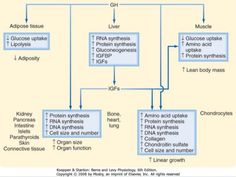 GH Effects Pituitary Gland, Protein Synthesis, Adipose Tissue, Lean Body, Amino Acids, Nutrition, Education