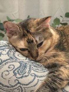 a cat laying on top of a blue and white pillow