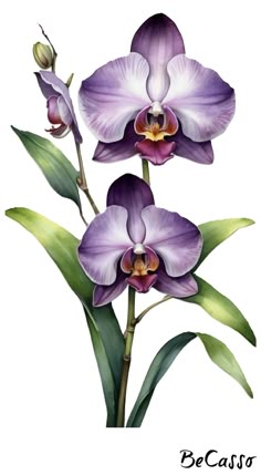 two purple orchids with green leaves on a white background and the words becasio written