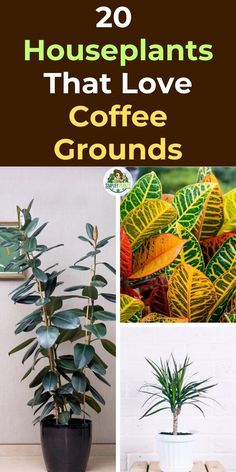 there are many houseplants that love coffee grounds and they're easy to care for