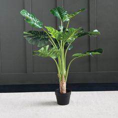 a potted plant with large green leaves on the top and bottom, in front of a gray wall