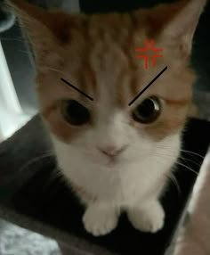 an orange and white cat sitting on top of a table with a cross drawn on it's forehead